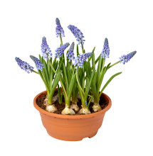 Perlehyacint 19 cm potte